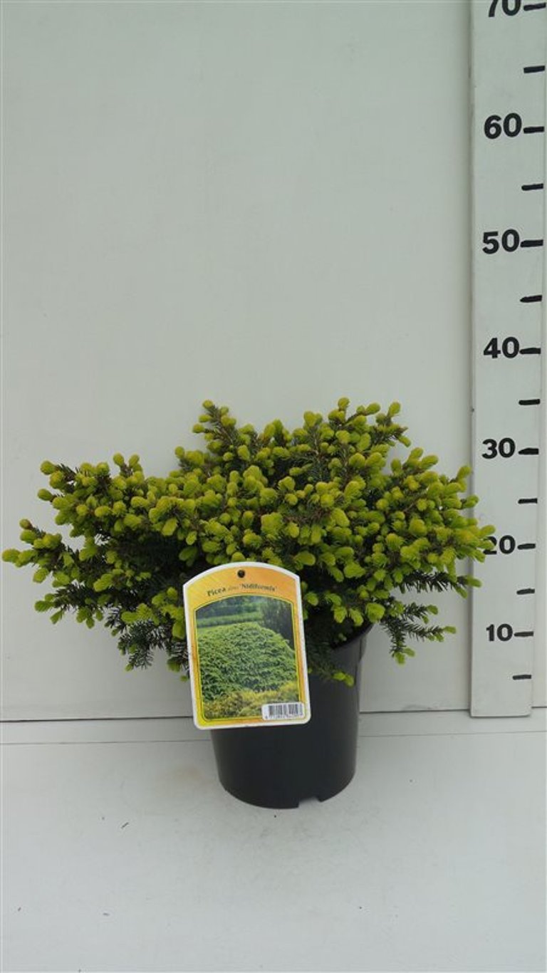Picea a. 'Nidiformis' - C3 30-40 CM